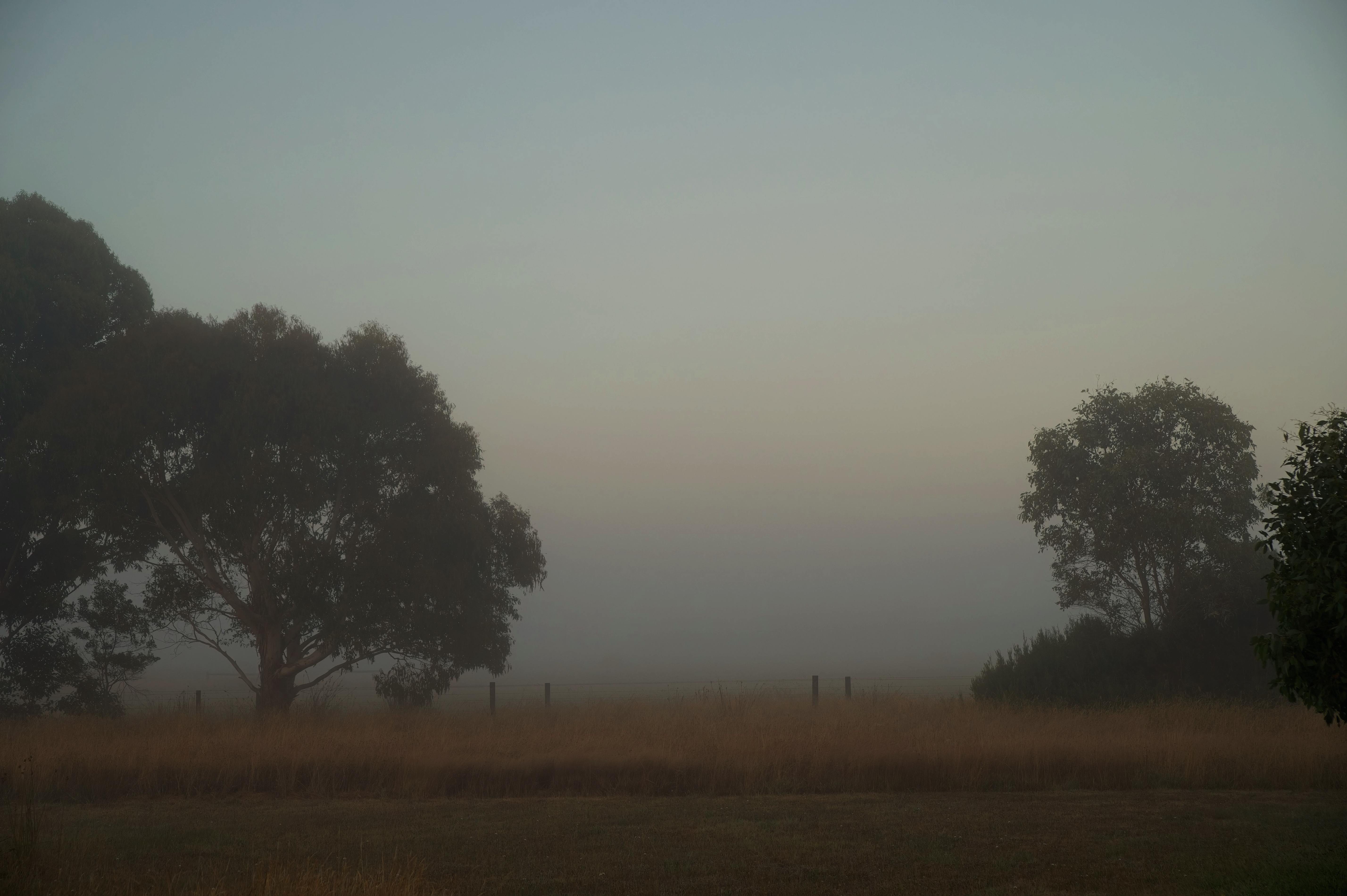Morning mist through eucalyptus, South Gippsland